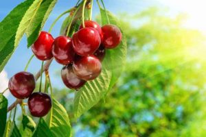 Craft beer cherry Bỉ câu chuyện về loại bia ngon nhất thế giới
