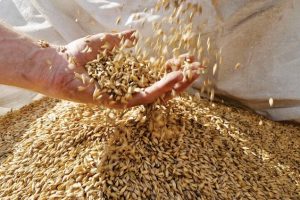 (Tiếng Việt) Malt bia và những điều cần biết 2